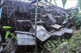 不取蜂蜜對蜜蜂好不好（中蜂養殖，多久取一次蜂蜜）