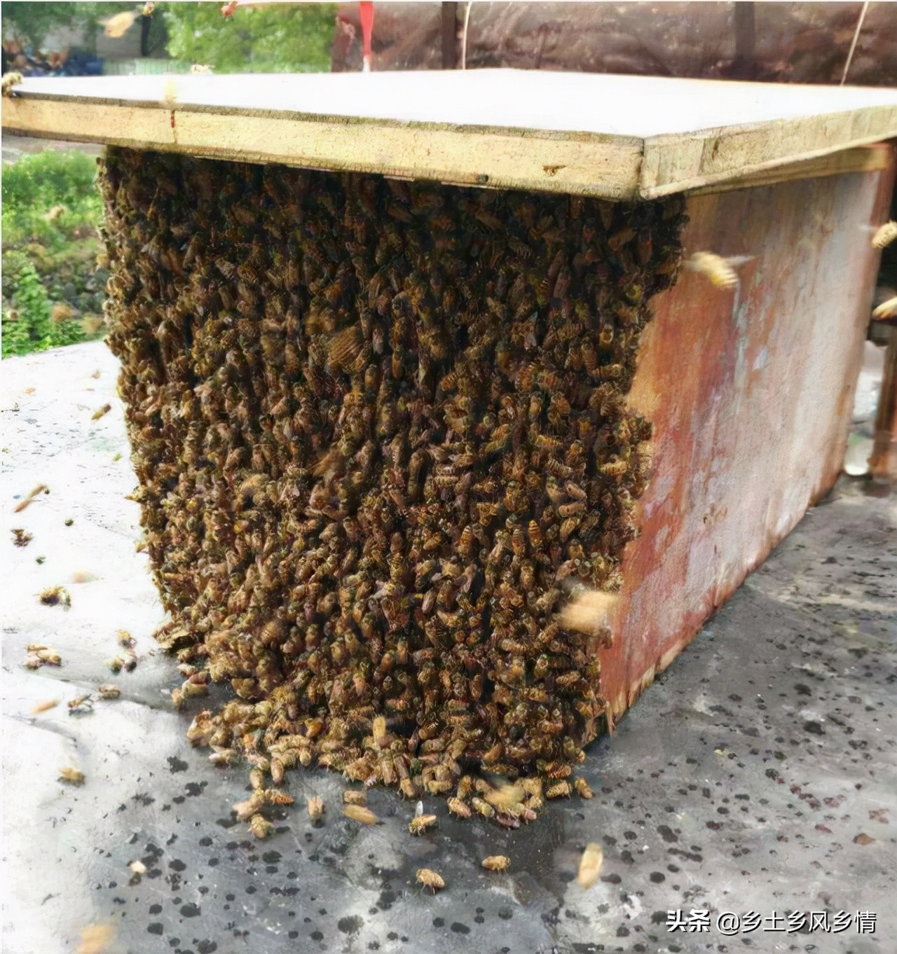 誘蜂技巧和方法（快速簡單又高效的誘蜂技術和方法）