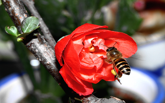 分蜂熱是怎么產生的？