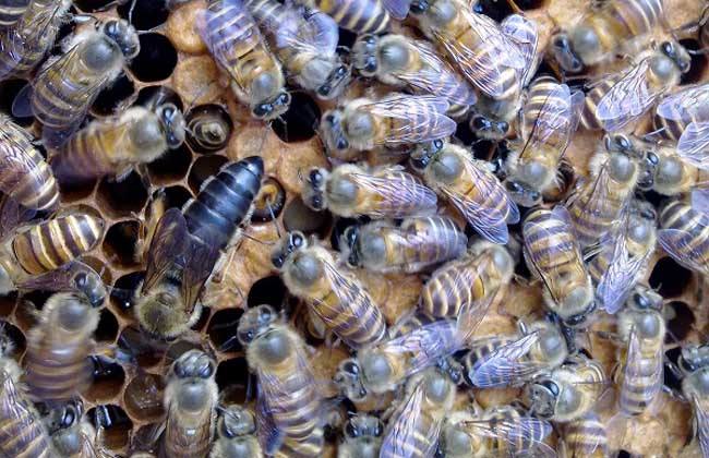 家里有很多蜜蜂怎么辦