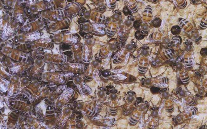 高加索蜜蜂形態(tài)特點(diǎn)（喀爾巴阡蜂出產(chǎn)機(jī)能）