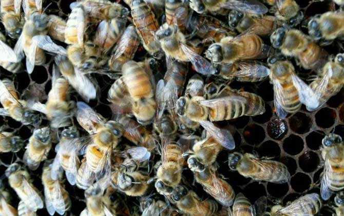 高加索蜜蜂形態(tài)特點(diǎn)（喀爾巴阡蜂出產(chǎn)機(jī)能）