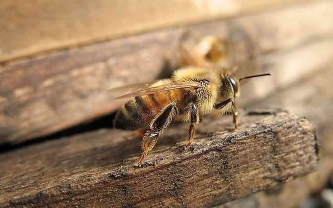 蜜蜂中毒了怎么辦