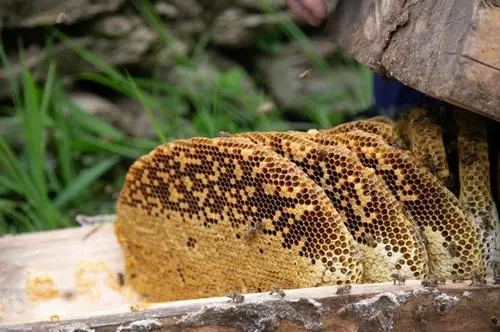 北一號(hào)中蜂品系價(jià)格（北京一號(hào)蜂種）