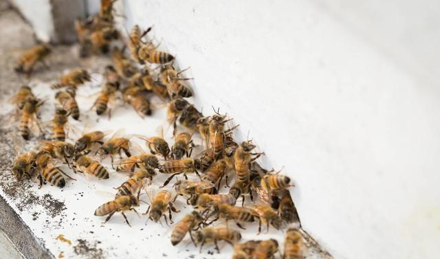 蜜蜂人工分蜂方法怎么樣分（最簡(jiǎn)單的人工分蜂法）