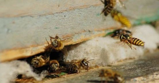 蜜蜂人工分蜂方法怎么樣分（最簡(jiǎn)單的人工分蜂法）