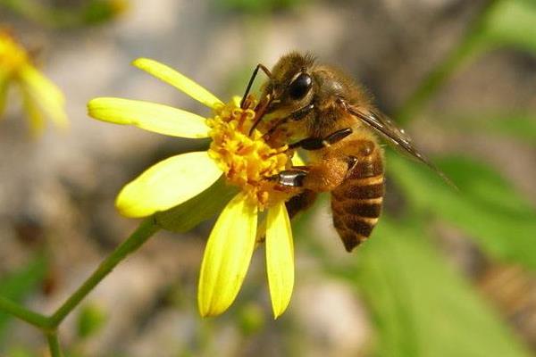 蜜蜂養(yǎng)殖合作社如何申請(qǐng)（辦理養(yǎng)蜂合作社的流程）