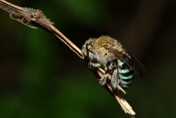 蜜蜂養(yǎng)殖合作社如何申請(qǐng)（辦理養(yǎng)蜂合作社的流程）