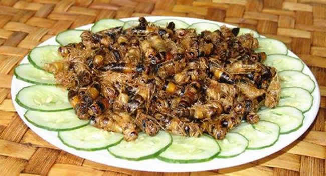 如何區別蜜蜂蛹和胡蜂蛹？