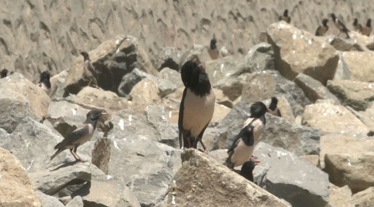 20萬(wàn)只粉紅椋鳥(niǎo)到達(dá)新疆，滅蝗大戰(zhàn)開(kāi)始，蝗蟲(chóng)還夠吃嗎