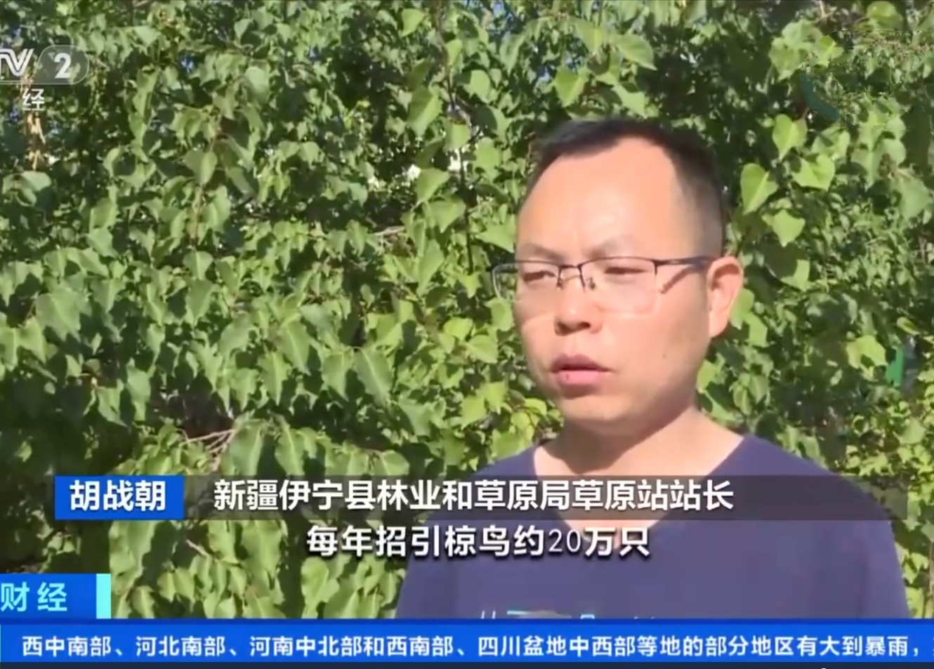 20萬(wàn)只粉紅椋鳥(niǎo)到達(dá)新疆，滅蝗大戰(zhàn)開(kāi)始，蝗蟲(chóng)還夠吃嗎