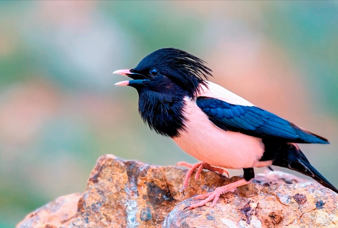 20萬(wàn)只粉紅椋鳥(niǎo)到達(dá)新疆，滅蝗大戰(zhàn)開(kāi)始，蝗蟲(chóng)還夠吃嗎