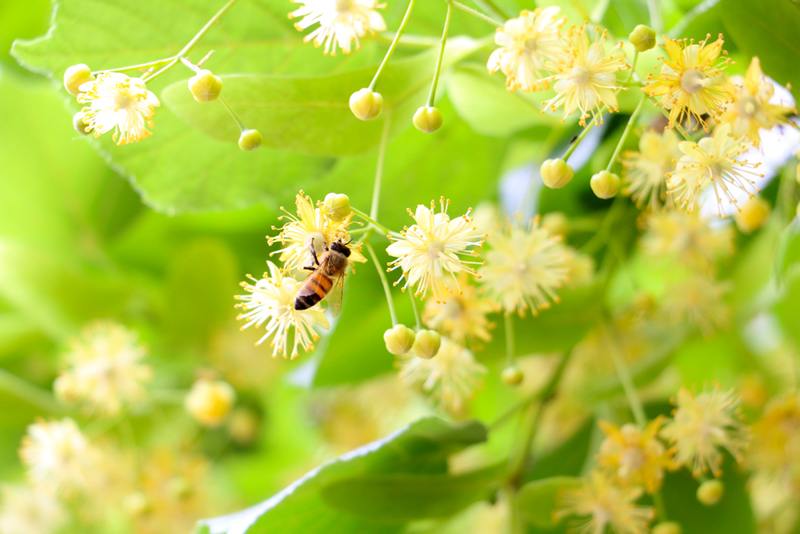 南方夏季蜜源植物有哪些？(蜜源植物花期和產地)