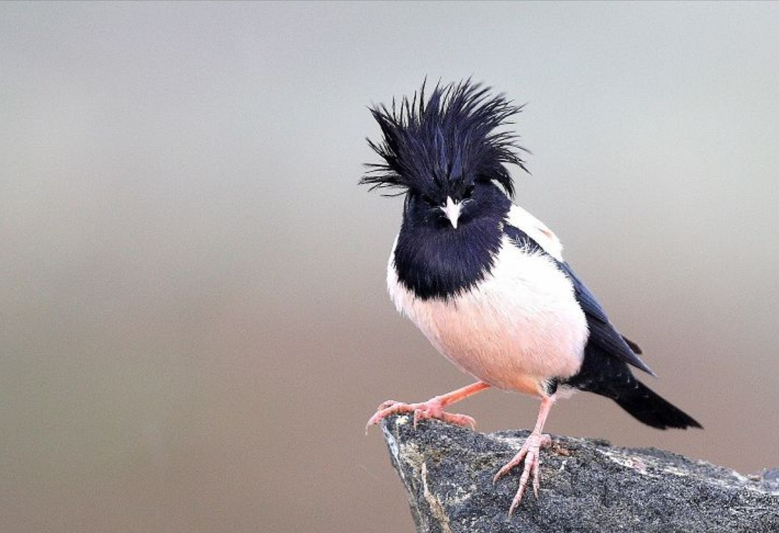 20萬(wàn)只粉紅椋鳥(niǎo)馳援新疆滅蝗，護(hù)40萬(wàn)畝草場(chǎng)！蝗災(zāi)到底有多可怕？