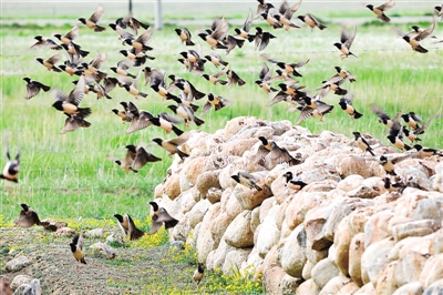 20萬(wàn)只粉紅椋鳥(niǎo)馳援新疆滅蝗，護(hù)40萬(wàn)畝草場(chǎng)！蝗災(zāi)到底有多可怕？