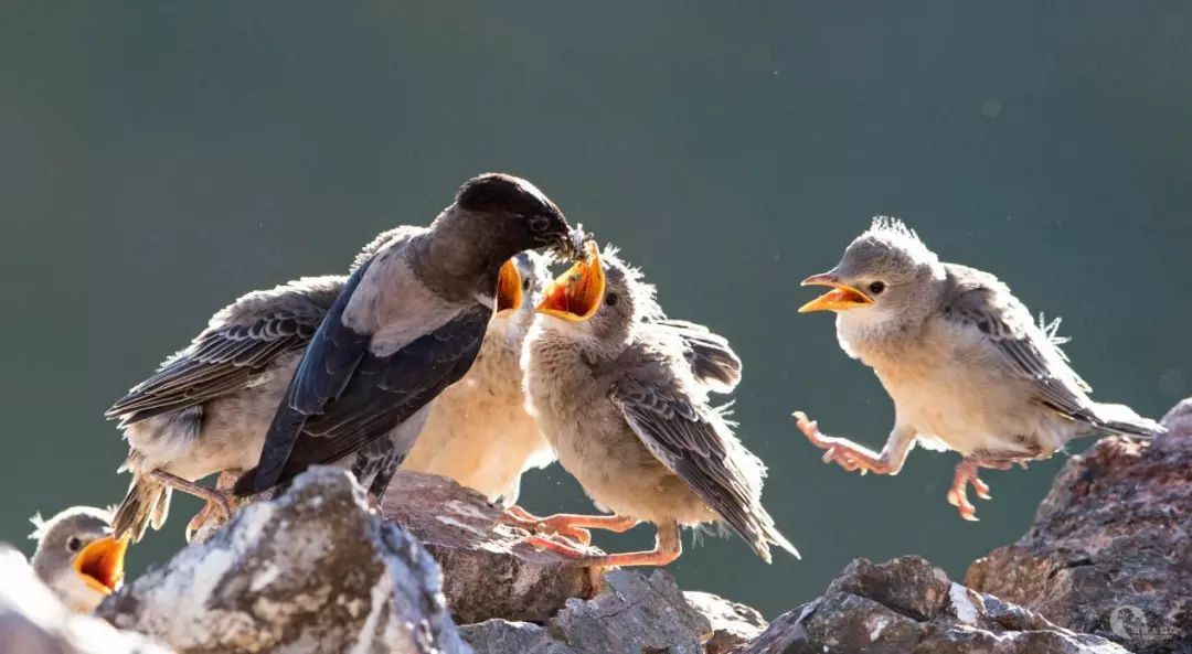 20萬(wàn)只粉紅椋鳥(niǎo)馳援新疆滅蝗，護(hù)40萬(wàn)畝草場(chǎng)！蝗災(zāi)到底有多可怕？