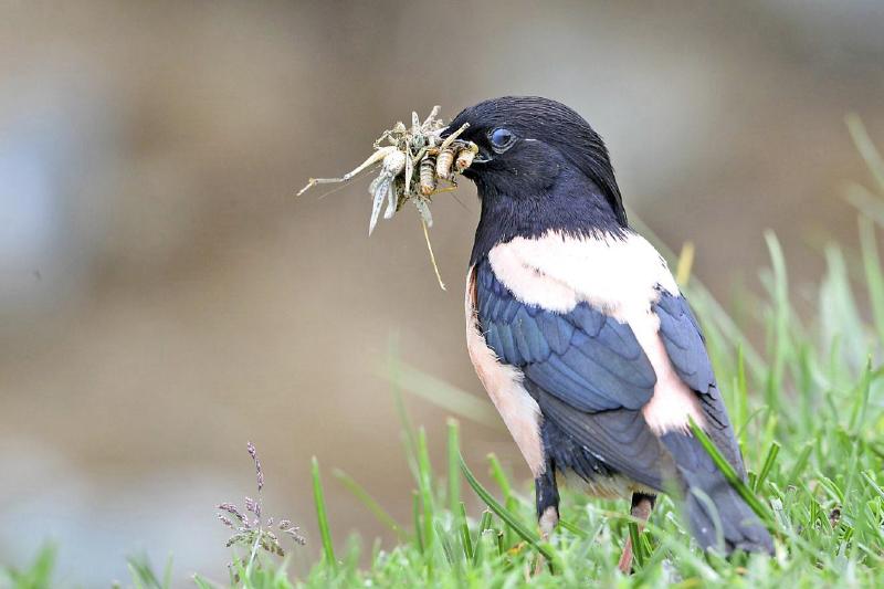 20萬(wàn)只粉紅椋鳥(niǎo)馳援新疆滅蝗，護(hù)40萬(wàn)畝草場(chǎng)！蝗災(zāi)到底有多可怕？