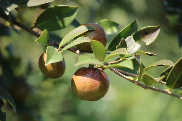 油茶樹花有粉和蜜嗎（如何預防蜜蜂幼蟲中毒）