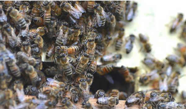 蜜蜂自然分蜂一年有幾次？