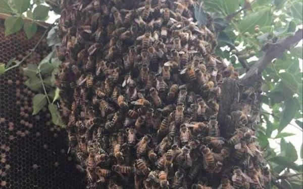 蜜蜂自然分蜂一年有幾次？