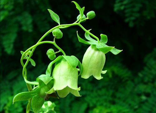 黨參花什么時候開（黨參花開花時間和生長周期）