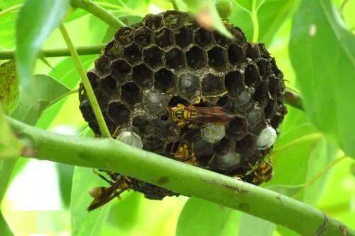 螞蜂與馬蜂區別（馬蜂和螞蜂的不同）