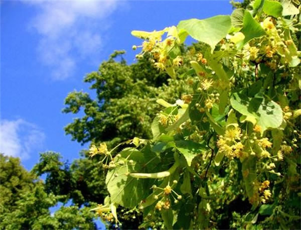 正宗椴樹蜜多少錢一斤？東北的蜂蜜為什么貴？