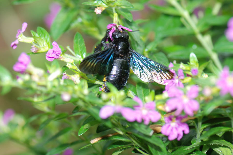 木蜂是益蟲(chóng)還是害蟲(chóng)（木蜂鉆木頭的目的）