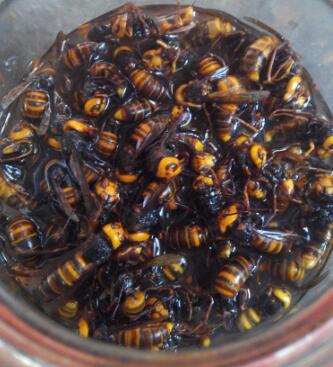 黃腰虎頭蜂泡酒有什么功效（黃腰虎頭蜂泡酒對人的身體有什么好處）