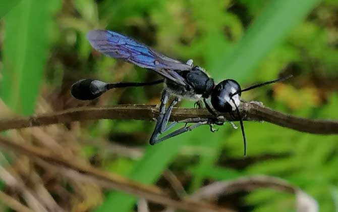 細(xì)腰蜂有什么危害（家里有細(xì)腰蜂是怎么回事）