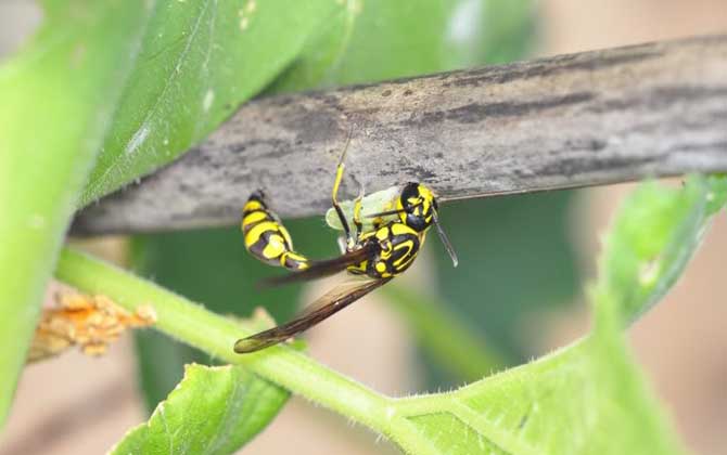 細(xì)腰蜂有什么危害（家里有細(xì)腰蜂是怎么回事）