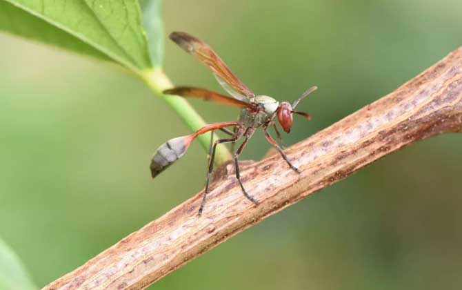 細(xì)腰蜂有什么危害（家里有細(xì)腰蜂是怎么回事）