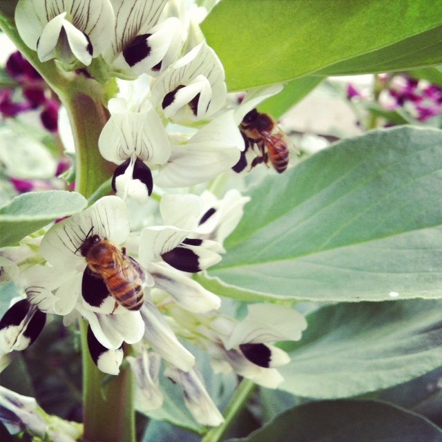 蜜蜂養殖過程中的粉源植物有哪些（這些常見的春繁粉源）
