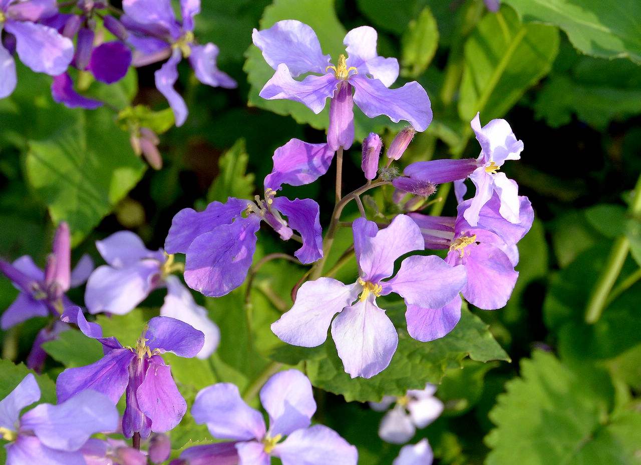 蜜蜂養殖過程中的粉源植物有哪些（這些常見的春繁粉源）