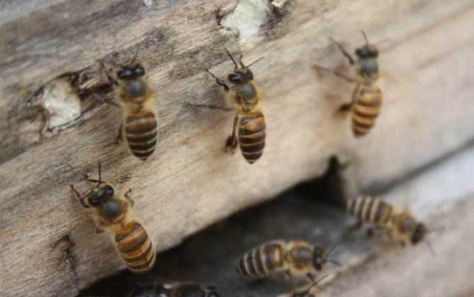 阿壩中蜂有哪些優點和缺點（阿壩中蜂的特點）