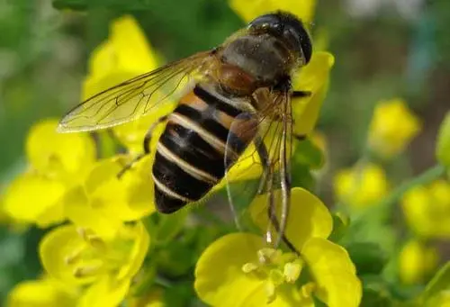 被蜜蜂蟄了.會自己好起來嗎(被馬蜂蟄了又腫又癢，不處理會自行恢復嗎)