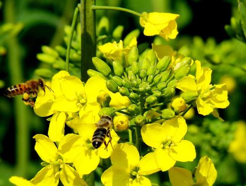 鄉下野外主要蜜源植物有哪些（5種農村常見的蜜源植物）