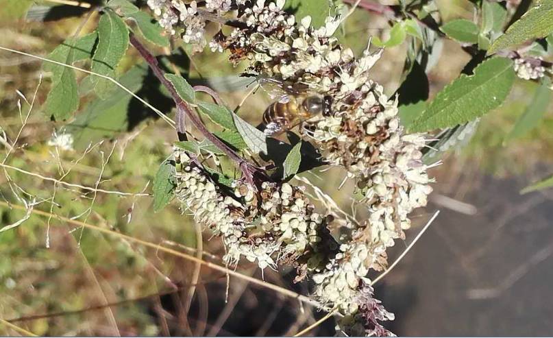 鄉下野外主要蜜源植物有哪些（5種農村常見的蜜源植物）