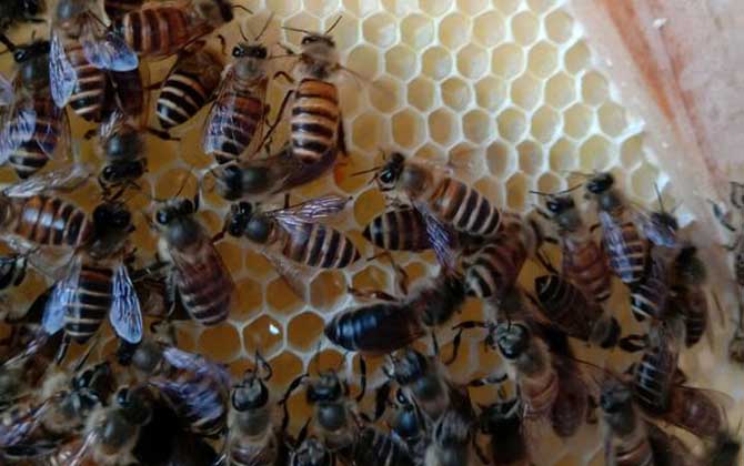 新蜂試飛和盜蜂怎么區分