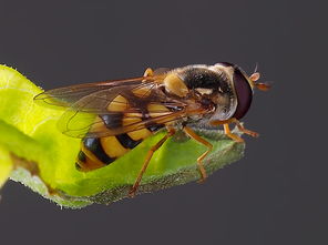 幾只工蜂直接飛進空箱是什么情況（蜜蜂不結團直接進入空蜂箱，是蜜蜂變懶了嗎）