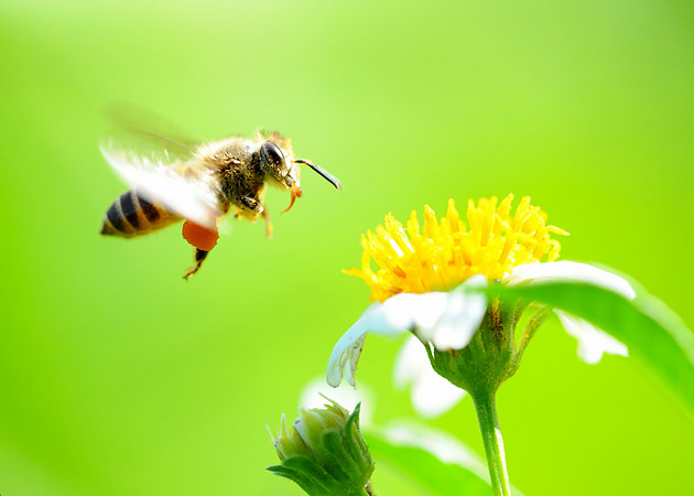 幾只工蜂直接飛進空箱是什么情況（蜜蜂不結團直接進入空蜂箱，是蜜蜂變懶了嗎）