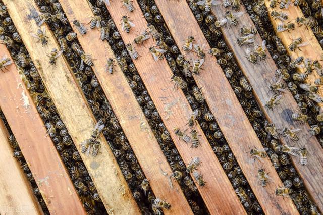 什么情況下加巢礎（加巢礎的正確方法）