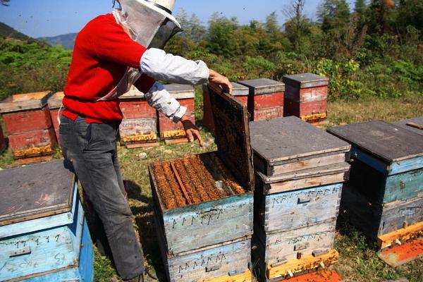 養(yǎng)蜜蜂投資大嗎（養(yǎng)蜂賺錢不）