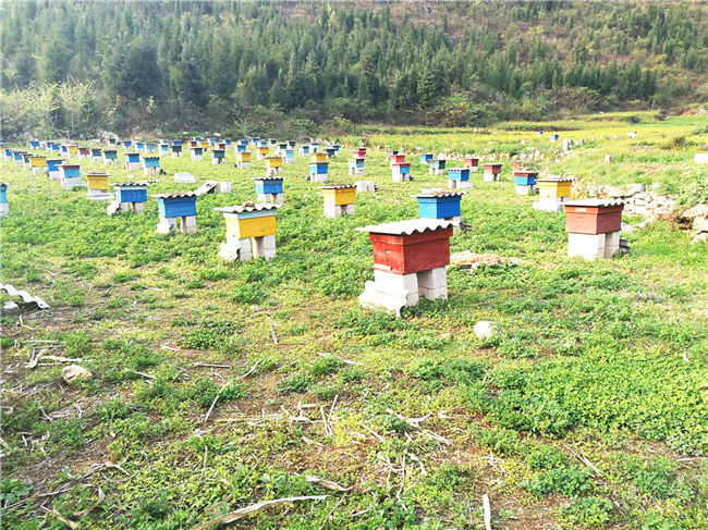 養(yǎng)蜜蜂投資大嗎（養(yǎng)蜂賺錢不）