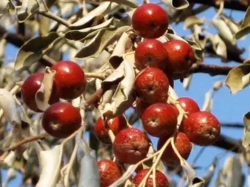 蜜源植物的種類及花期大全（十九種主要蜜源植物分布及花期）