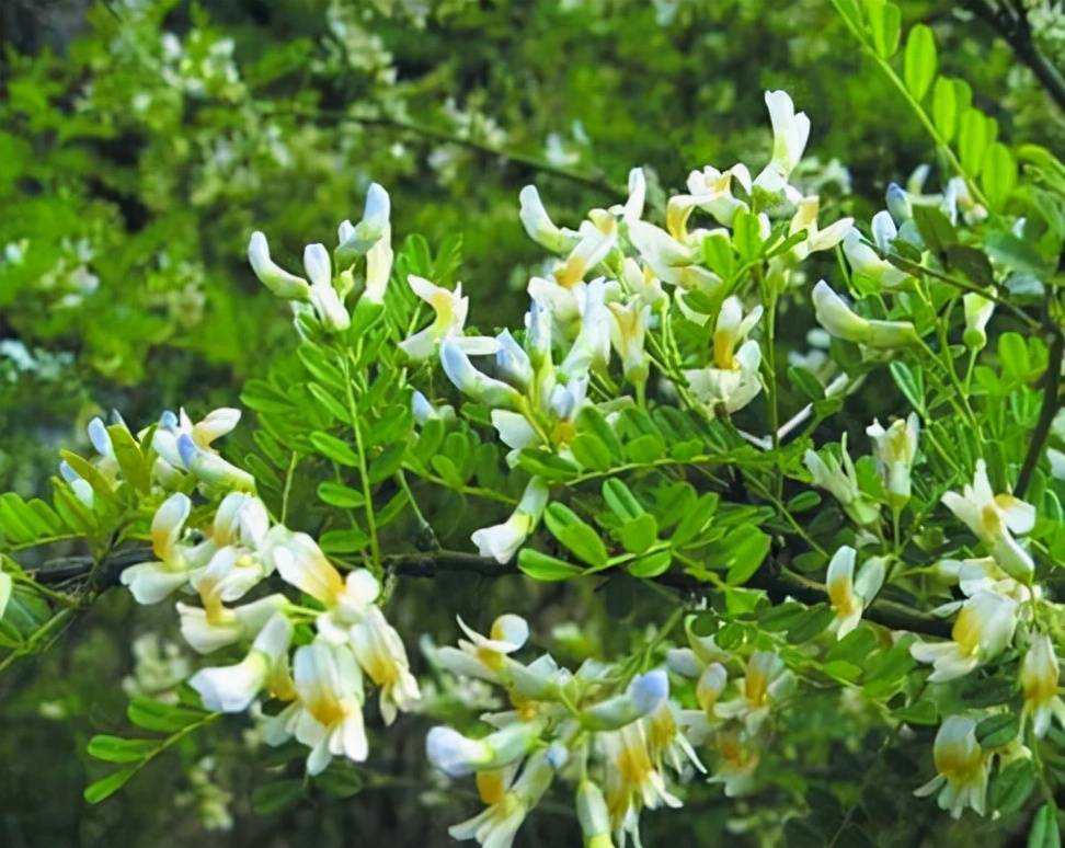 蜜源植物的種類及花期大全（十九種主要蜜源植物分布及花期）