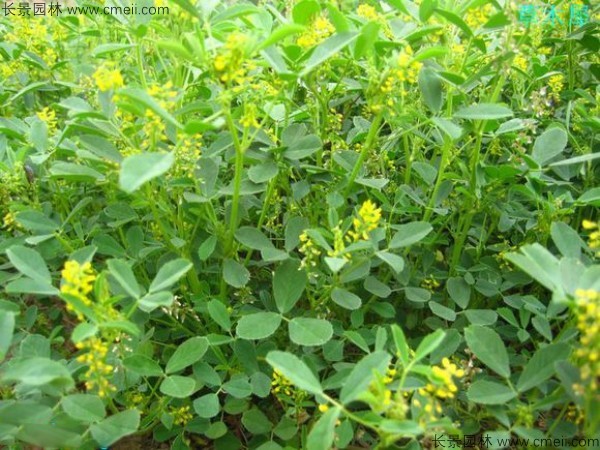 蜜源植物的種類及花期大全（十九種主要蜜源植物分布及花期）