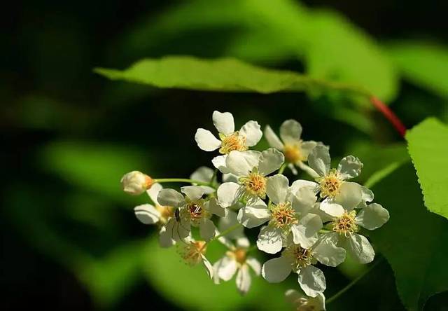 蜜源植物的種類及花期大全（十九種主要蜜源植物分布及花期）