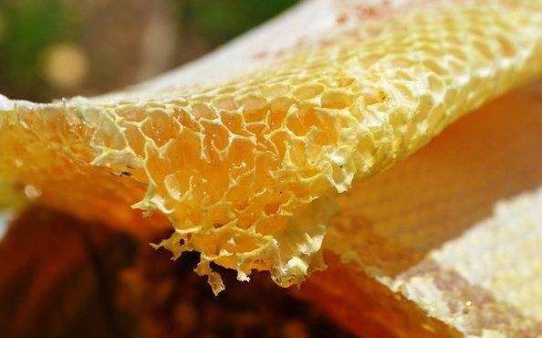 野蜂蜜價(jià)格多少錢(qián)一斤（各地正宗野蜂蜜的市場(chǎng)價(jià)格）