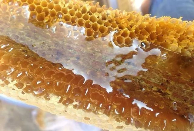 野蜂蜜價(jià)格多少錢(qián)一斤（各地正宗野蜂蜜的市場(chǎng)價(jià)格）